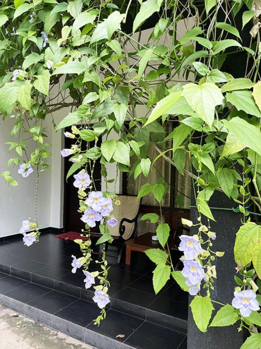 Dambulla Rock Arch Bed & Breakfast Bagian luar foto